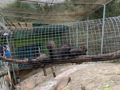 -西霞口神雕山野生动物世界