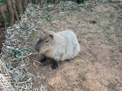 -云南野生动物园