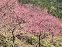 -新建村梅花