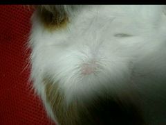 -瑞派·关忠动物医院·猫专科·犬专科(三环新城店)