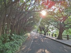 -大湾区中央湿地公园