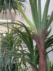 -美肌工坊皮肤管理