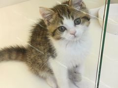 -小猫来了·猫舍(红山六九七九店)