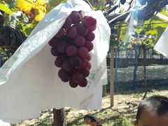 -白鹿原葡萄主题公园