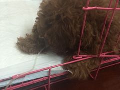 iphone_upload_pic-中农大我爱我爱24h动物医院·中医针灸·猫专科·骨科医疗中心(双井店)