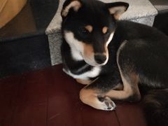 -喜柴咖啡·柴犬狗咖