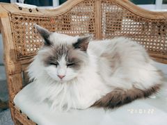 -共舞时光猫咖·狗咖(新街口店)