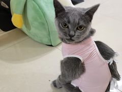 -北京观赏动物医院·24小时大型综合·猫专科·异宠专科