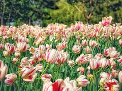 -长春公园(普阳街道)