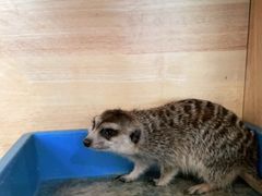 -平行世界·猫咖(首经贸店)