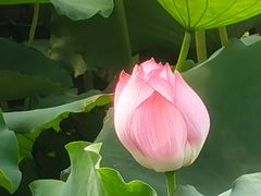 -野鸭湖国家湿地公园