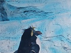 -海合安青岛极地海洋公园