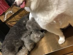 -more than meow吴止猫主题餐厅(承德 中船汇店)