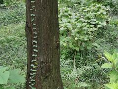 -黄海国家森林公园