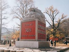 -千年银杏谷文化旅游区