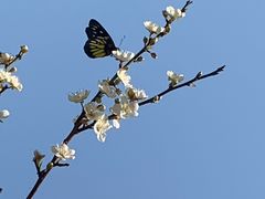 -荔枝公园(福田区)