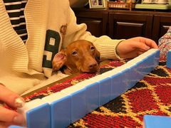 -艾贝尔宠物医院 ·内科全科(梁溪路店)