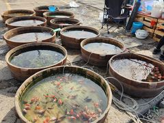 -中环花鸟鱼虫市场