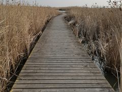 -盐城丹顶鹤湿地生态旅游区