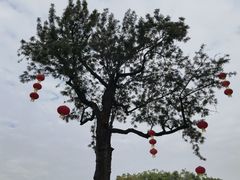 -八卦楼风琴博物馆