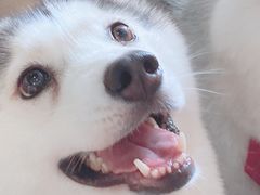 -Husky Go! 哈士奇体验馆·宠物咖啡厅狗咖