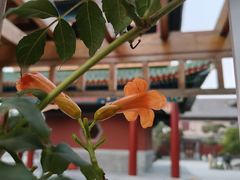 -天津大悲禅院