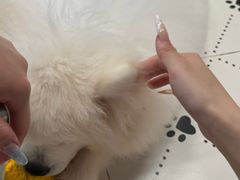 -毛绒耶耶撸宠馆·猫咖·狗咖·荷兰猪咖