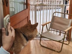 -是阿柴呀！柴犬咖啡·爱喵喵猫咖