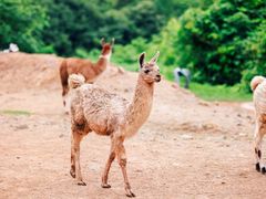 -杭州野生动物世界