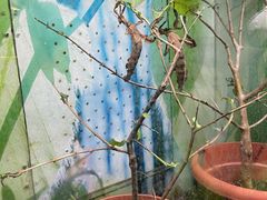 -上海大自然野生昆虫馆