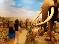 -陕西自然博物馆