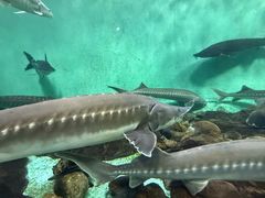 -太平洋海底世界