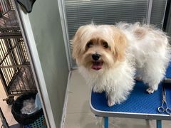 -福懋动物医院·犬猫全科·外科·重症科(杏林分院)