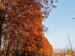 -上海长兴岛郊野公园