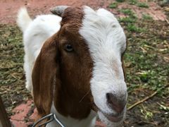 -静之湖湖畔餐厅