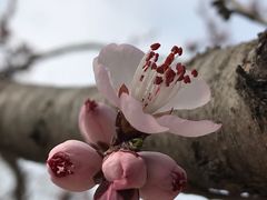 -国家植物园