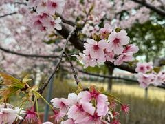 -顾村公园