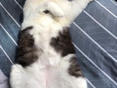 -瑞鹏宠物医院·骨科·猫科·内科(第一中心)
