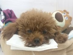 -美联众合爱康动物医院•复杂内科•肿瘤科•牙科•腔镜诊疗中心
