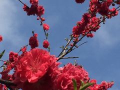 -新虹桥中心花园