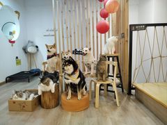 -柴迷FANS CLUB·柴犬狗咖·猫咖