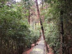 -铁山坪森林公园