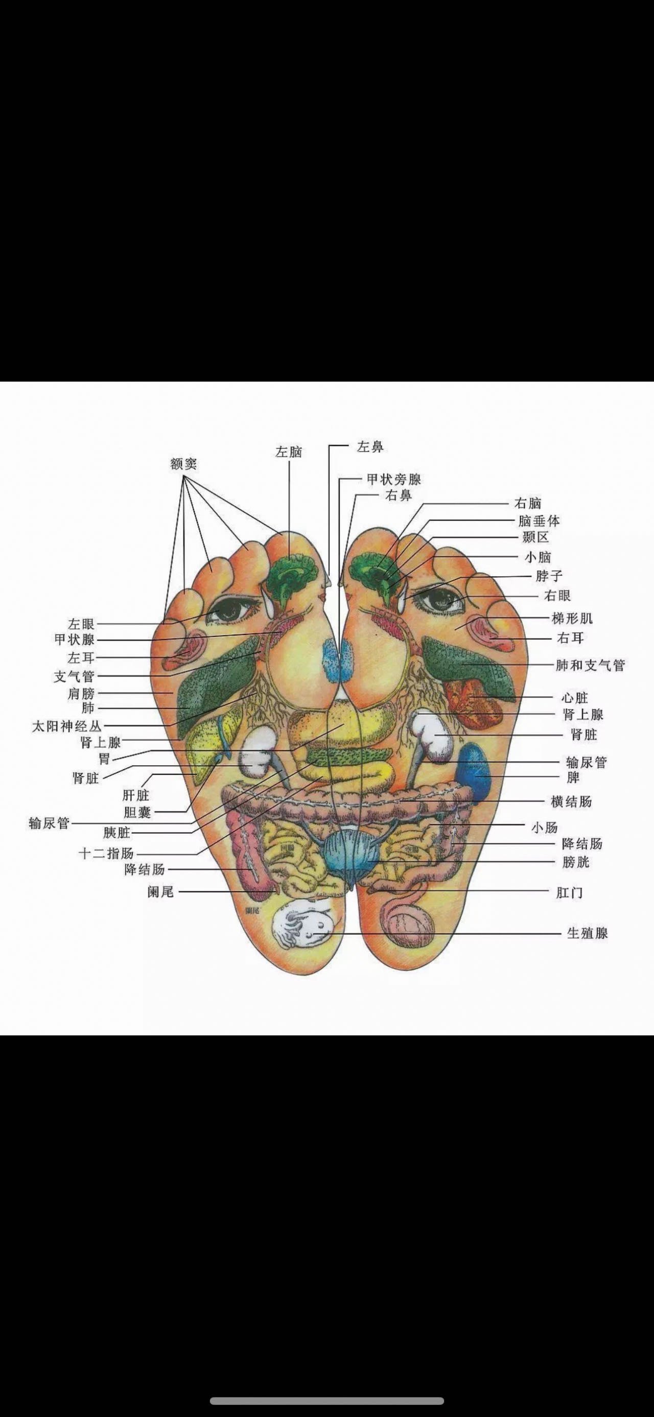 足底甲状旁腺反射区图图片