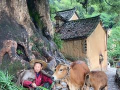 -杨家堂村