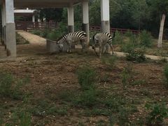 -石家庄市动物园