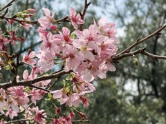 -中国科学院华南植物园