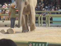 -野象谷景区