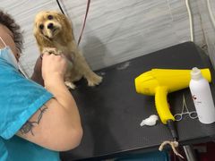 -瑞派名望24h动物医院异宠专科·猫专科·骨科·重症监护分院