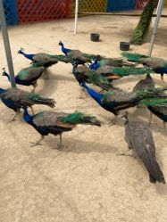 -萌宠亲子动物乐园(槐房万达店)