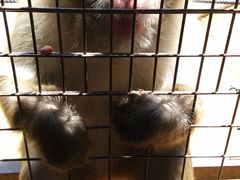 -岚山猴子公园